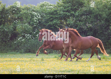 Frederiksborger. Trois chevaux alezan galoper dans un pré Banque D'Images