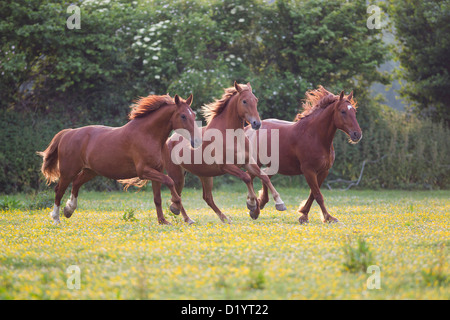 Frederiksborger. Trois chevaux alezan galoper dans un pré Banque D'Images