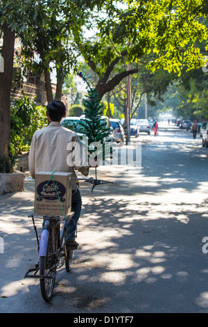 Offrir un arbre de Noël sur un vélo dans la région de Delhi, Inde Banque D'Images