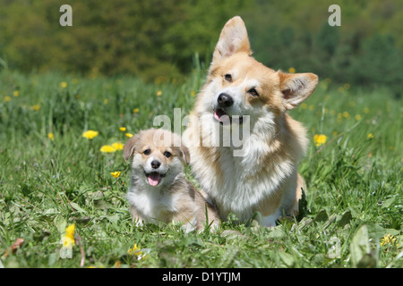 Pembroke Welsh Corgi chien et chiot adultes assis sur un pré Banque D'Images