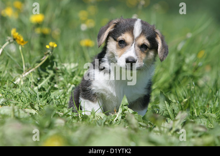 Chien Pembroke Welsh Corgi tricolore chiot assis dans un pré Banque D'Images