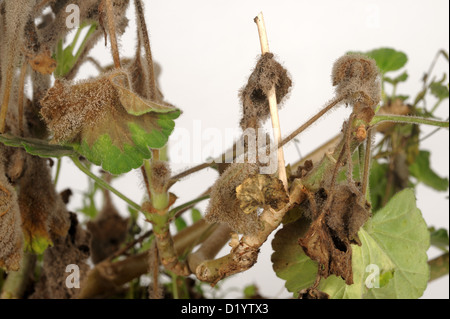 La moisissure grise sporulés (pourriture grise) sur Pelargonium matures de plantes en pot Banque D'Images