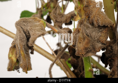 La moisissure grise sporulés (pourriture grise) sur Pelargonium matures de plantes en pot Banque D'Images