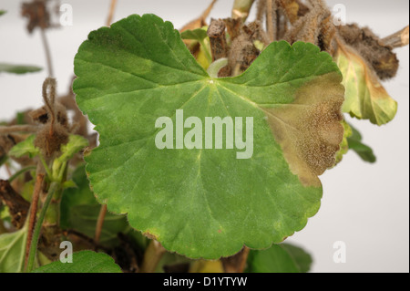 La moisissure grise sporulés (pourriture grise) lésion sur la feuille d'une plante en pot Pelargonium mature Banque D'Images