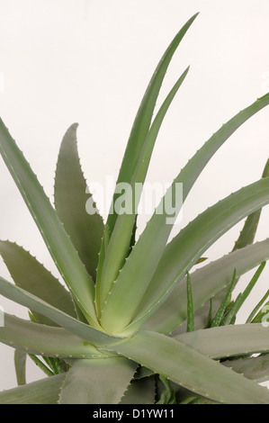 L'aloe vera pot plante avec des feuilles charnues et médicinales ornementales Banque D'Images