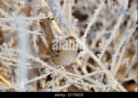 Bruant à couronne blanche (Zonotrichia leucophyrs) se nourrissent dans les roseaux, dépoli Bosque del Apache National Wildlife Refuge, New Mexico, USA Banque D'Images