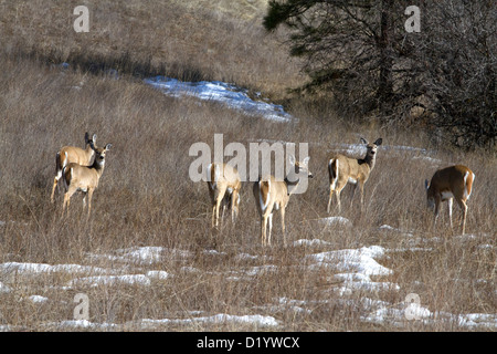 Le pâturage cerf près de Garden Valley, California, USA. Banque D'Images