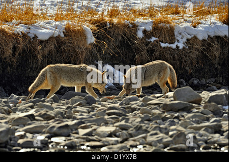 Le Coyote (Canis latrans) reste chargée de tuer le loup dans le lit du fleuve Gardner, le Parc National de Yellowstone, Wyoming, USA Banque D'Images