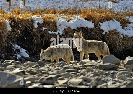 Le Coyote (Canis latrans) reste chargée de tuer le loup dans le lit du fleuve Gardner, le Parc National de Yellowstone, Wyoming, USA Banque D'Images