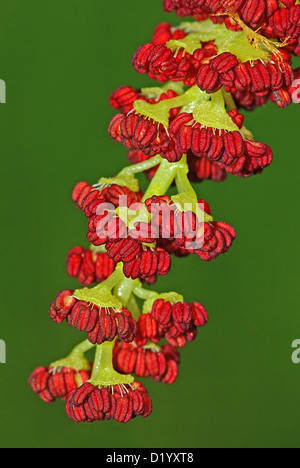 Fleur de peuplier (Populus nigra) Banque D'Images