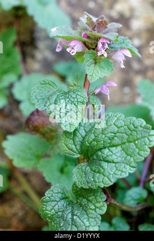 Lamium purpureum (violet dead-nettle) croissant entre pavement Banque D'Images