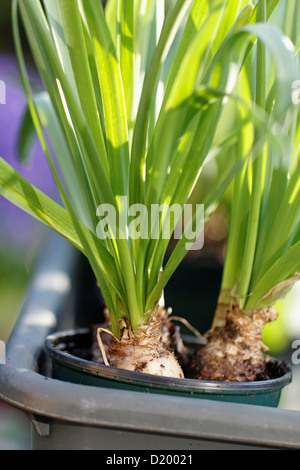 La germination des bulbes de jonquilles en fleur en plastique-pot Banque D'Images