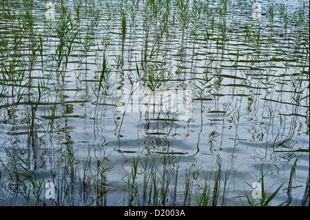 Reed, le Lac de Starnberg, en Bavière, Allemagne Banque D'Images