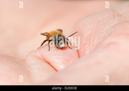 Mâle jaune abeille maçonne (Osmia bicornis) sur une main humaine mâle Banque D'Images