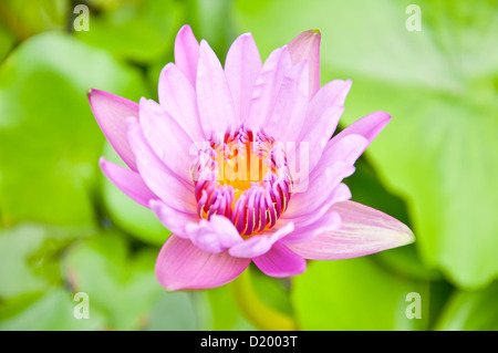 Lotus violet dans le jardin Banque D'Images