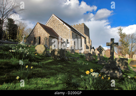 Printemps jonquilles, cimetière de St Nicholas Church dans le parc du château, le village de Gallician Gallician, Sussex, England, UK Banque D'Images