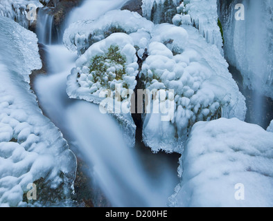 Avis de Mira tombe en hiver, Basse Autriche, Autriche, Europe Banque D'Images