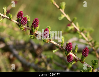 Mélèze d'Europe, Larix decidua, Pinaceae. L'Europe. Banque D'Images