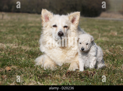 Chien Mudi (berger hongrois) adulte et chiot blanc sur un pré Banque D'Images