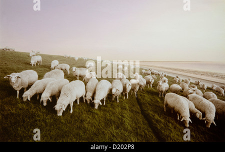 Moutons sur la digue, la mer des Wadden est de la Frise, Frise orientale, mer du Nord, Basse-Saxe, Allemagne, Europe Banque D'Images