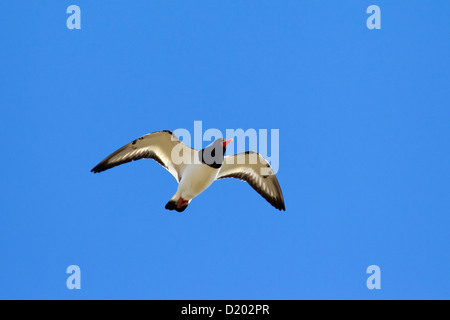 L'Huîtrier pie commune / Eurasian Oystercatcher (Haematopus ostralegus) en vol sur fond de ciel bleu Banque D'Images