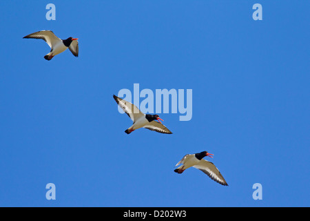 Troupeau d'Huîtriers pie / Eurasian Oystercatcher (Haematopus ostralegus) en vol et l'appel Banque D'Images