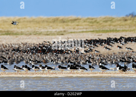 Troupeau d'Huîtriers pie / Eurasian Oystercatcher (Haematopus ostralegus) reposant sur la plage le long de la côte de la mer du Nord Banque D'Images