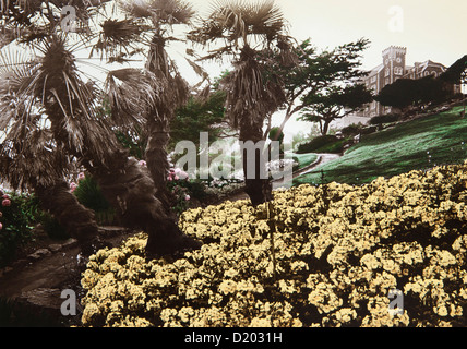 Palmiers au jardin d'un manoir, Torquay, Devon, dans le sud de l'Angleterre, Grande-Bretagne, Europe Banque D'Images