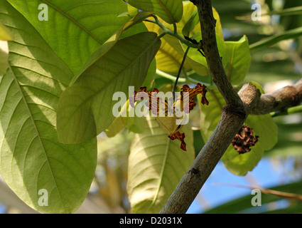 Fleur de l'Orchidée africaine Muscadier, Monodora myristica, Annonaceae, aka la Jamaïque la muscade ou calebasse de muscade. L'Afrique. Banque D'Images