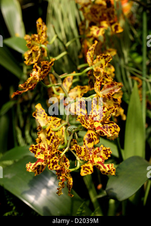 Tiger Orchid, hybride Odontocidium 'Hansueli Isler', Odontoglossum Burkhard Holm x Oncidium Tiger Hambuhren, Orchidaceae. Banque D'Images