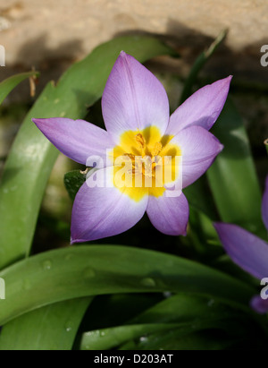 Tulipa bakeri 'Lilac Wonder', Liliaceae. Banque D'Images