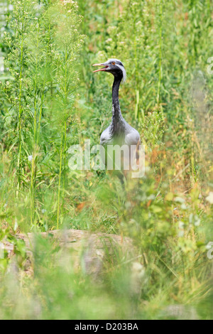 Anthropoides virgo, grue Demoiselle. Oiseaux détenus en captivité. Banque D'Images