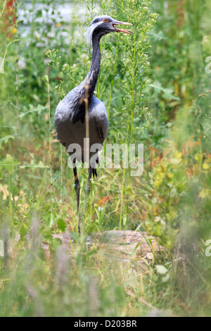 Anthropoides virgo, grue Demoiselle. Oiseaux détenus en captivité. Banque D'Images