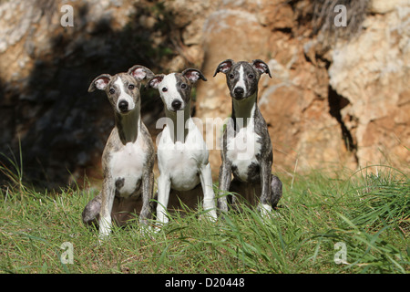 Whippet chien lévrier anglais (Miniature) trois chiots assis dans un pré Banque D'Images