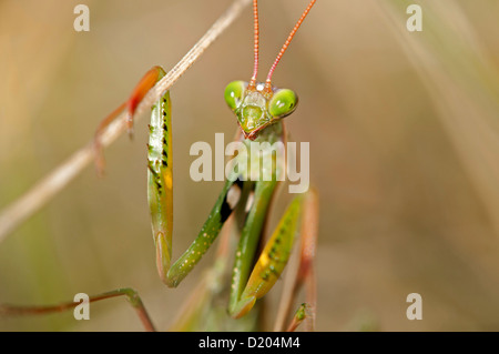 Mantis religiosa mante religieuse, Banque D'Images