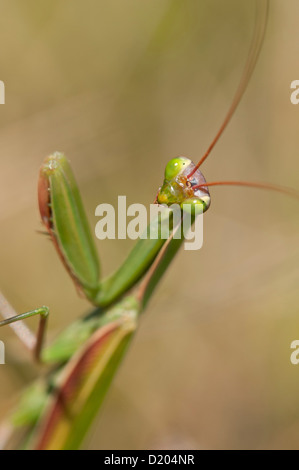 Mantis religiosa mante religieuse, Banque D'Images