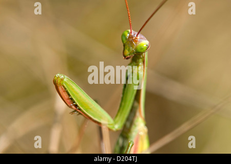 Mantis religiosa mante religieuse, Banque D'Images