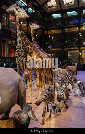 Animaux Taxidermied, Grande Galerie de l'évolution (Grande Galerie de l'évolution), Paris, Musée d'Histoire Naturelle, Paris, France Banque D'Images