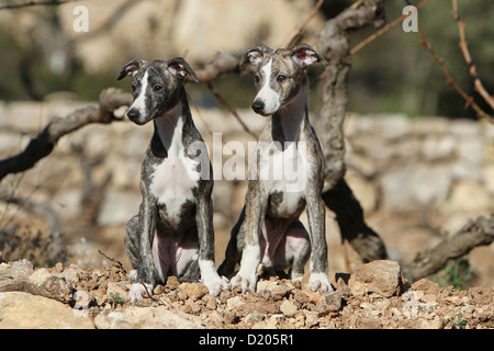 Whippet chien lévrier anglais (Miniature) deux chiots debout sur les rochers Banque D'Images