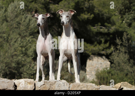 Whippet chien lévrier anglais (Miniature) debout face à deux adultes sur un rocher Banque D'Images