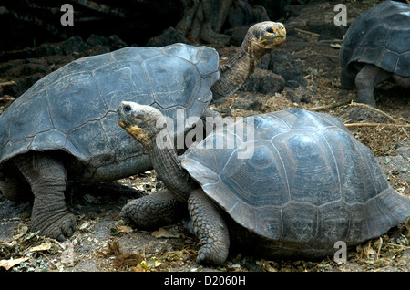 Deux tortues géantes se croisent au centre de recherche Charles Darwin à Puerto Ayora sur l'île Santa Cruz de Galápagos Banque D'Images