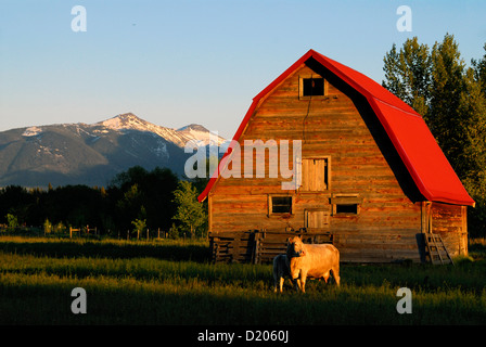 Veau vache et en face d'une grange dans la région de Oregon's Wallowa Valley. La Wallowa montagnes sont à l'arrière-plan. Banque D'Images