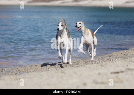 Whippet chien lévrier anglais (Miniature) deux adultes s'exécutant sur la plage Banque D'Images