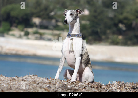 Whippet chien lévrier anglais (adultes) Miniature assis sur la plage Banque D'Images