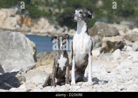 Whippet chien lévrier anglais (Miniature) et adultes chiot gisant sur les rochers Banque D'Images
