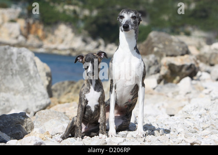 Whippet chien lévrier anglais (Miniature) et adultes puppy sitting on the rocks Banque D'Images