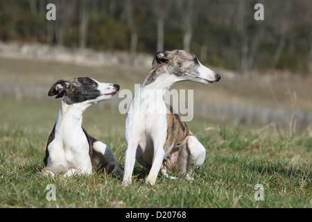 Whippet chien lévrier anglais (Miniature) deux adultes différentes couleurs dans un pré Banque D'Images