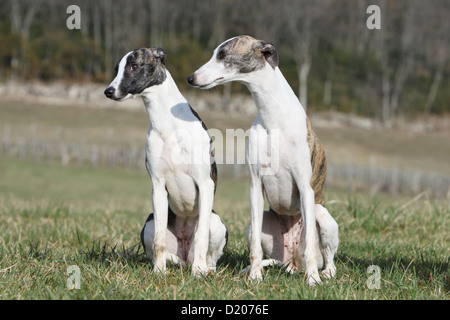 Whippet chien lévrier anglais (Miniature) deux adultes assis dans un pré Banque D'Images