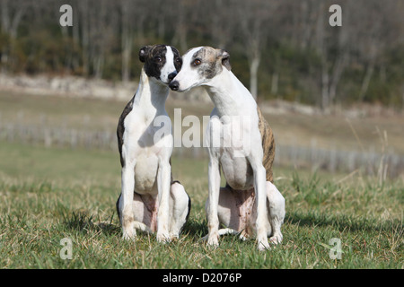 Whippet chien lévrier anglais (Miniature) deux adultes assis dans un pré Banque D'Images