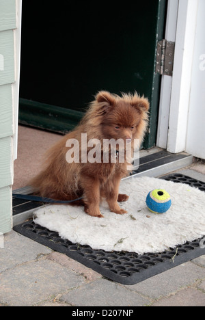 Un mignon petit chien Pomeranian assis à l'extérieur d'une porte avant, UK. Banque D'Images